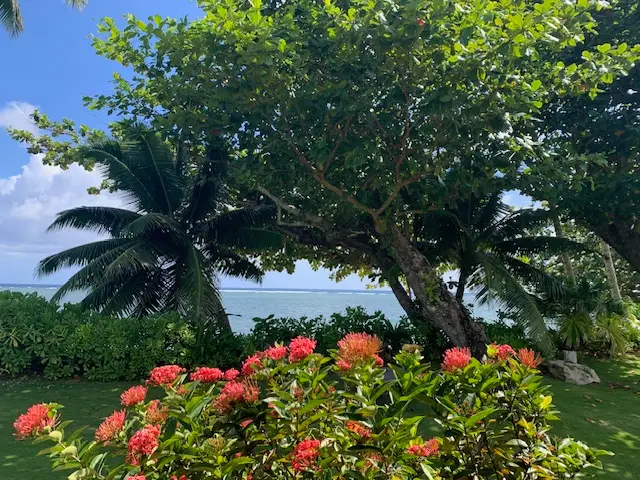 Kaui Ocean Plants